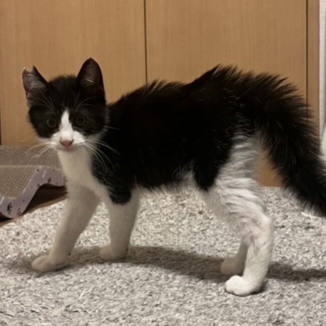 Blue Garden katoのカバー写真