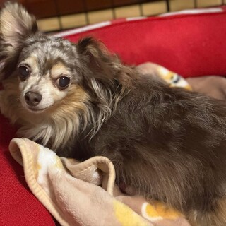 14歳　チワックス　あゆみさん里親様募集☆