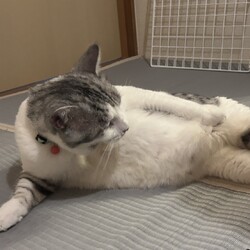 「［ぎんちゃん］ずっとのおうち決定！！」サムネイル1