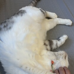 「［ぎんちゃん］ずっとのおうち決定！！」サムネイル2