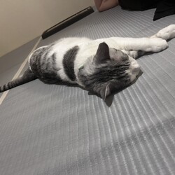 「［ぎんちゃん］ずっとのおうち決定！！」サムネイル3