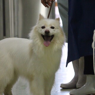 もふもふ白ワンコ【Flow】ちゃん