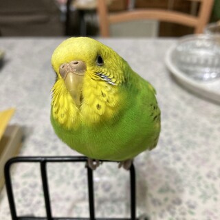 里親様決まりました。ご応募ありがとうございました