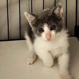 グレー白子猫のちびっこあんずちゃん♀