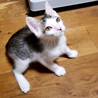 活発でやんちゃな男の子