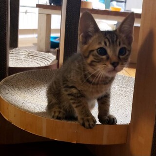 やんちゃざかりのキジトラ男の子