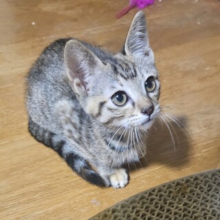 2カ月半のとっても可愛いキジトラの女の子