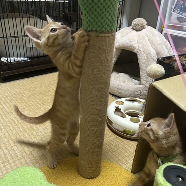 遊びに夢中なあべちゃん