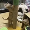 遊びに夢中なあべちゃん