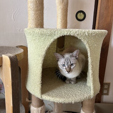 美人すぎるフラッペー里親募集中