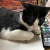 お仕事より私とあそぼ！はるちゃん