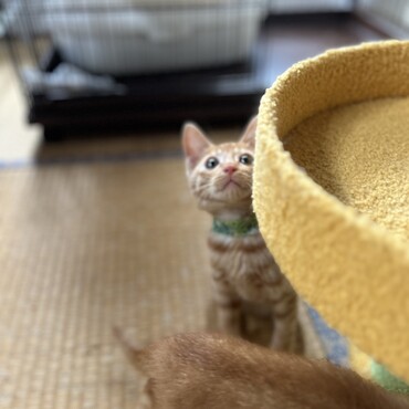 遊び大好きキラキラお目目のラウール