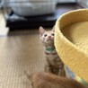 遊び大好きキラキラお目目のラウール