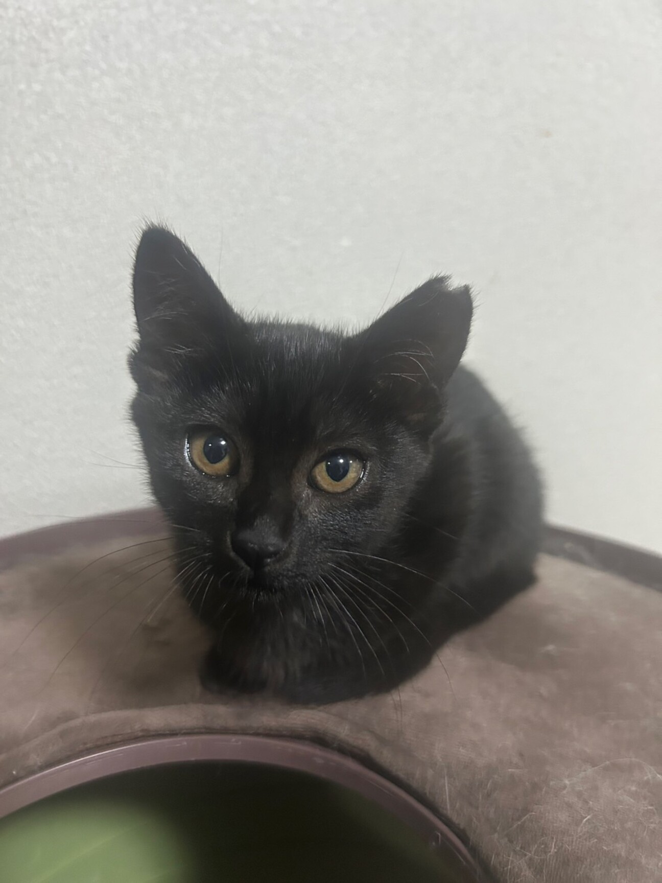 黒猫子猫♀くーちゃん♡」東京都 - 猫の里親募集(520508