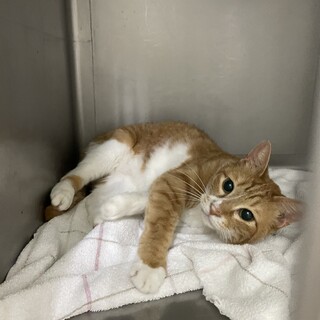 甘えん坊なきなこくん