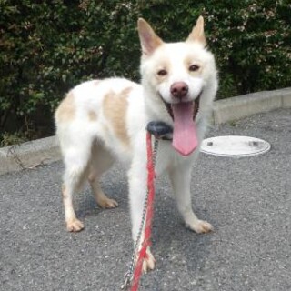 ぶち柄がカワイイ男の子【ブッチ】くん