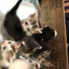 2025年5月19日生まれ　子猫6匹　秋田県 サムネイル7