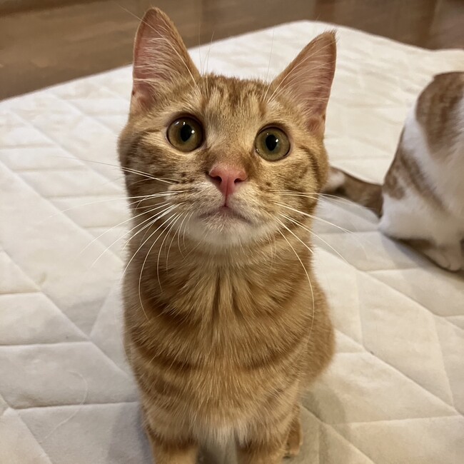 スベネコのカバー写真