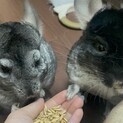 チンチラ2匹の里親様募集