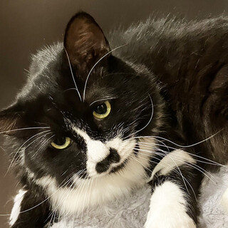 黒白長毛猫♂テルくん4歳