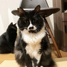 黒白長毛猫♂テルくん4歳 サムネイル2