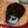 黒白長毛猫♂テルくん4歳 サムネイル3