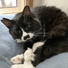 黒白長毛猫♂テルくん4歳 サムネイル4