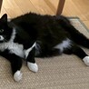 黒白長毛猫♂テルくん4歳 サムネイル5
