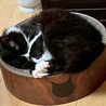 黒白長毛猫♂テルくん4歳 サムネイル6