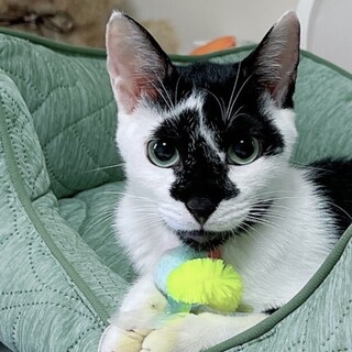 膝に乗って甘えてきます！性格おだやか牛柄モーちゃん