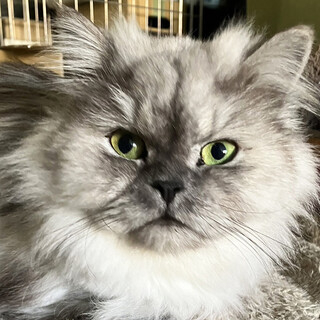 ろいろ約3〜5歳♂シルバーのチンチラ