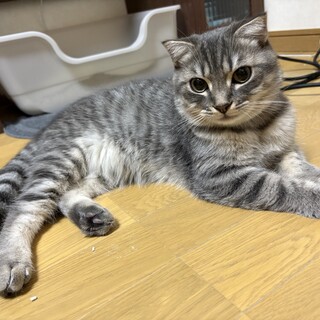 活発な折れ耳マンチカンの男の子