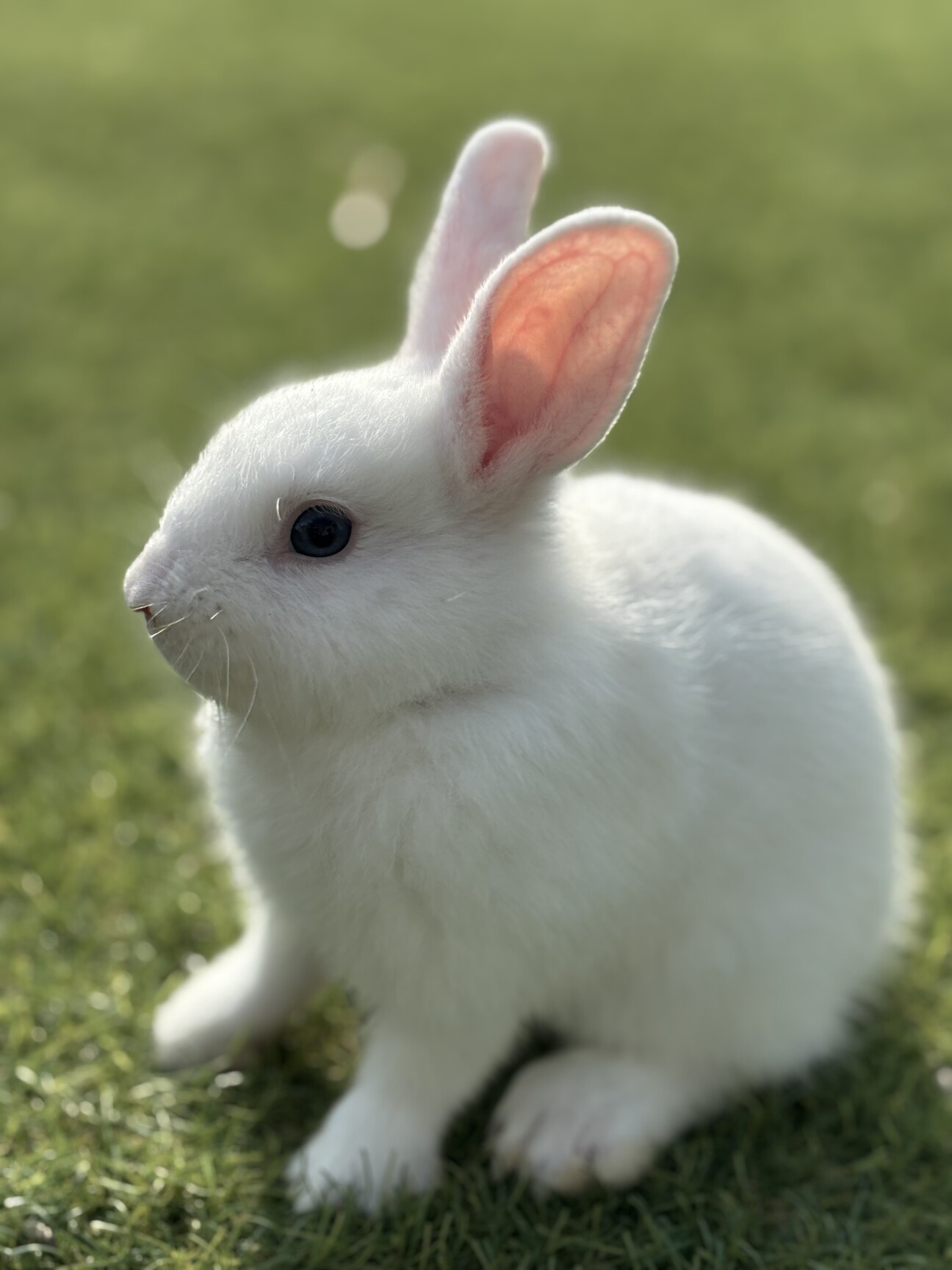 国内有名作家様　小さな子ウサギちゃん　新オーナー様募集 国内有名作家様 小さな子ウサギちゃん 新オーナー様募集 国内有名作家様