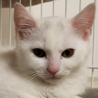 3ヵ月半♂白猫三兄妹の兄はく