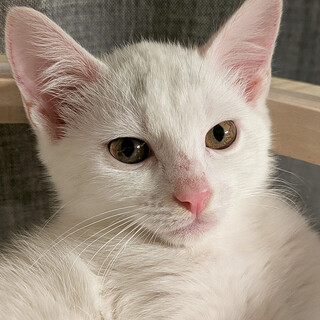 3ヵ月半♂白猫三兄妹の妹むく