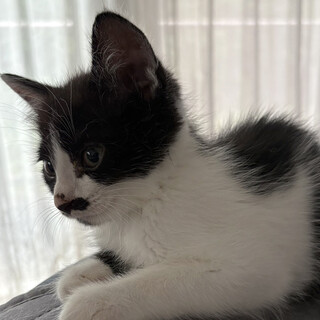 3ヶ月♂白黒猫のちっぴ