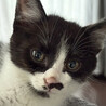 3ヶ月♂白黒猫のちっぴ サムネイル2
