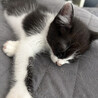 3ヶ月♂白黒猫のちっぴ サムネイル3