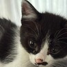 3ヶ月♂白黒猫のちっぴ サムネイル4