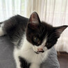 3ヶ月♂白黒猫のちっぴ サムネイル5