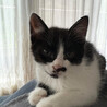 3ヶ月♂白黒猫のちっぴ サムネイル6