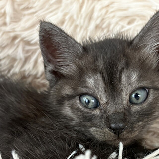 2ヶ月半♂不思議な色のモク