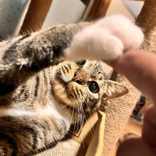 ⭐︎成猫イイネ⭐︎らぴくん家族募集中