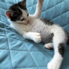 2ヶ月半♂やんちゃなのポコ サムネイル2