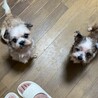 シニアシーズー(13) あさひくん(仮) サムネイル3