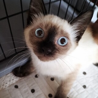 ブルーアイ♡仲良し美猫兄妹