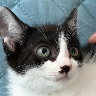 2ヶ月半♀白黒ちょびヒゲのペコちゃん