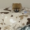 栗原剛　