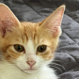 2ヶ月半♂人懐っこい茶白ウェル