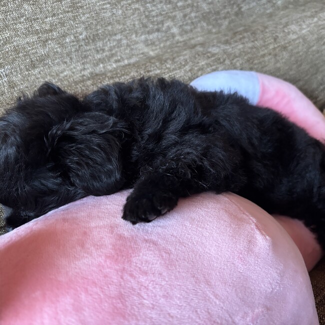 ドナチョコMのカバー写真